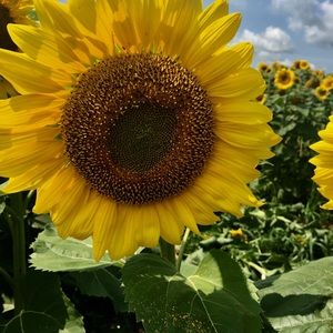 Meet your Posher, Jennie